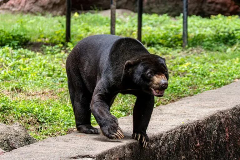 Bear Claw Jewelry Meaning and Collector Appeal