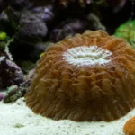 How to Care for Coral Jewelry