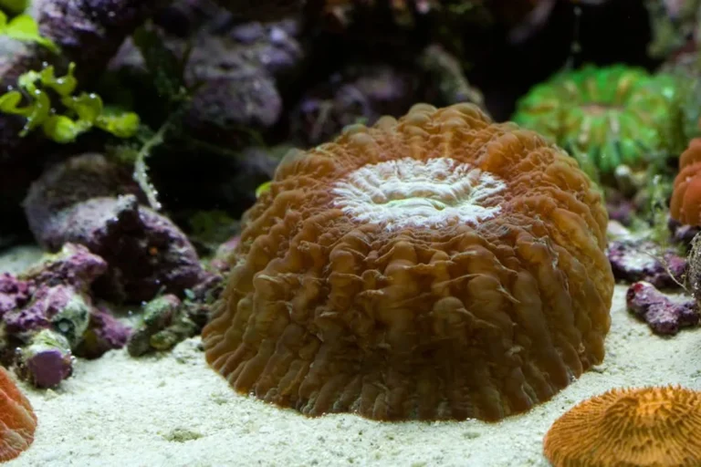 How to Care for Coral Jewelry
