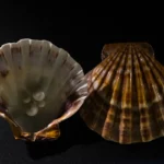 Shell Jewelry in Native American Art