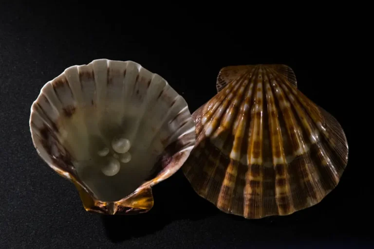 Shell Jewelry in Native American Art