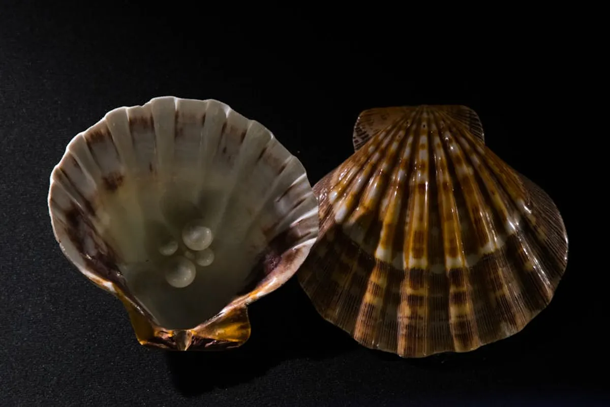 Shell Jewelry in Native American Art