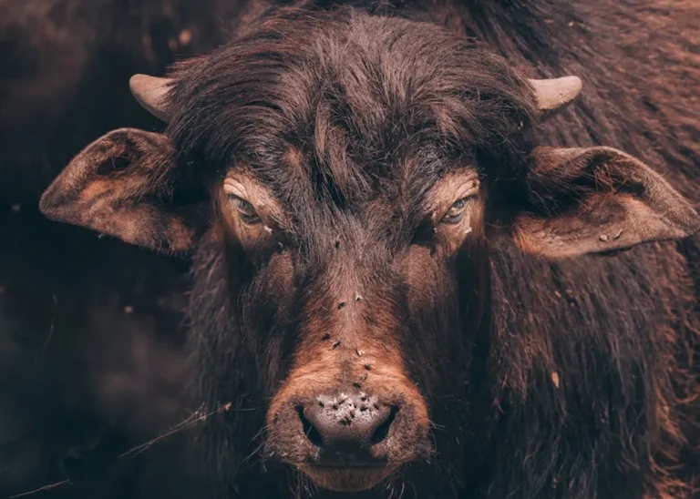 White Buffalo Turquoise: Is It Really Turquoise?