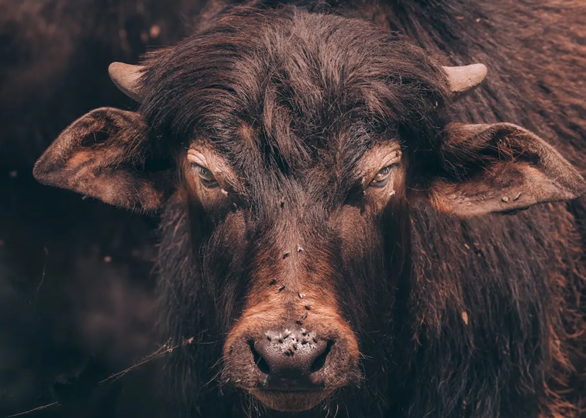 White Buffalo Turquoise: Is It Really Turquoise?